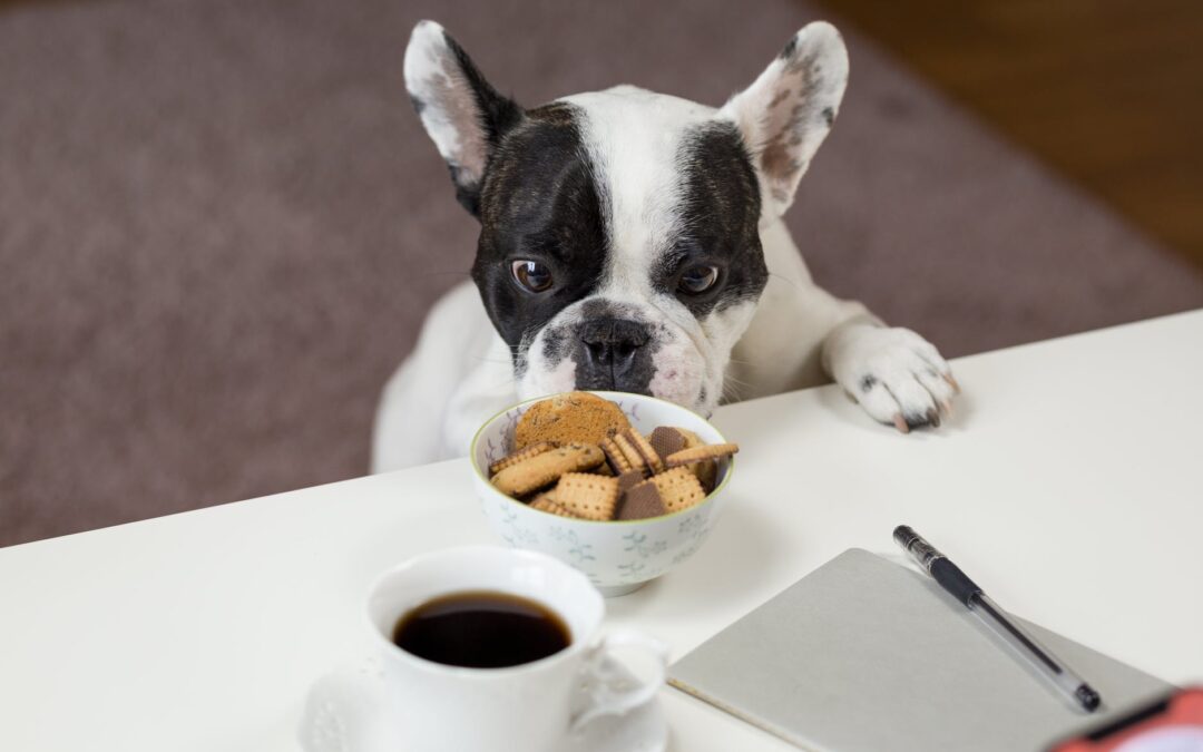 A dieta interfere no comportamento dos cães