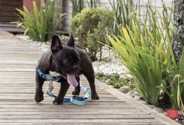 Semana do Comportamento Canino